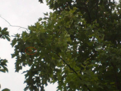 06062009Liriodendron_chinense.jpg