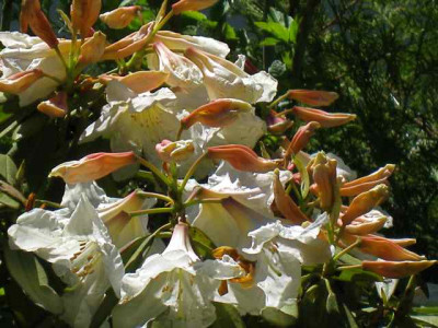 R_discolor_IMG_2709.jpg