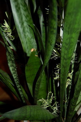 Sansevaria_DSC_0004.jpg
