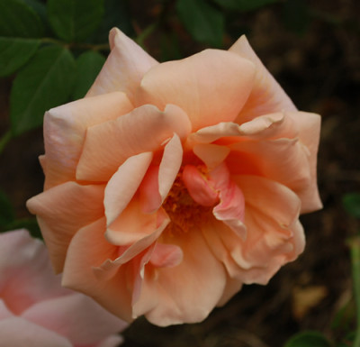 Gretelein_0011__48379.jpg