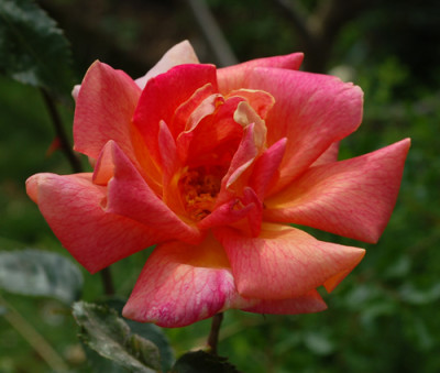 Rote_Mevrouw_G.A._van_Rossem_0011___49039.jpg