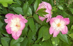Paeonia_DSC_0029.jpg