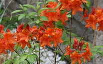 IMG_3010_neu.jpg
