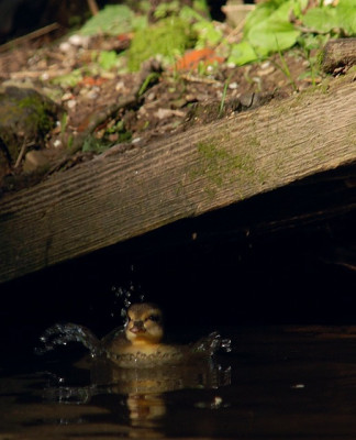 a_ente_kat_09_08.jpg