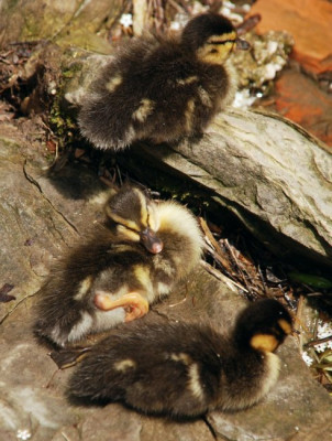 a_ente_kat_09_06.jpg