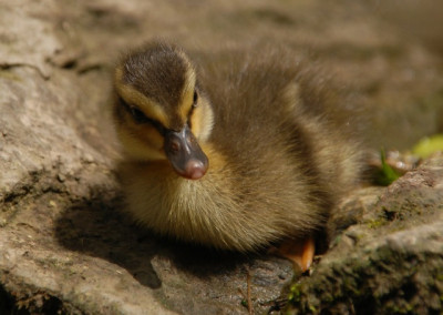 a_ente_kat_09_09.jpg