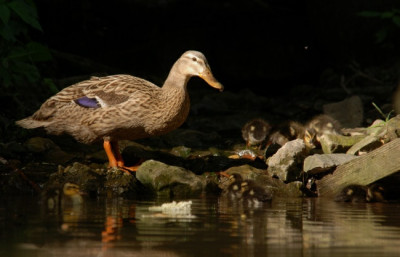 a_ente_kat_09_01.jpg