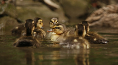 a_ente_kat_09_02.jpg