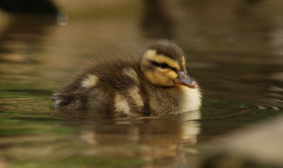 a_ente_kat_09_04.jpg