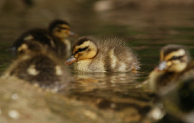 a_ente_kat_09_03.jpg