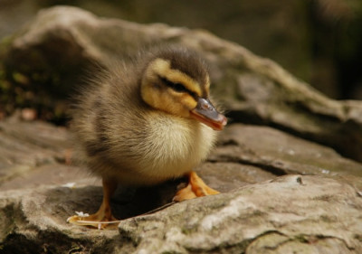 a_ente_kat_09_05.jpg
