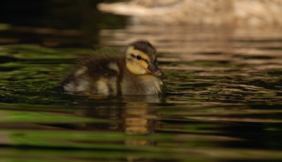 a_ente_kat_09_10.jpg
