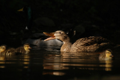 a_ente_kat_09_11.jpg