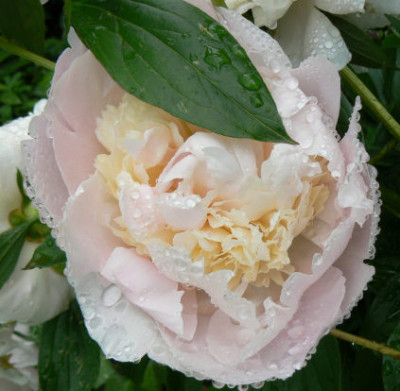 Wiee_Paonie_090607_a.jpg