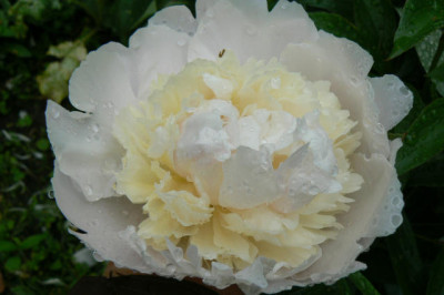 Wiee_Paonie_alter_090607_a.jpg