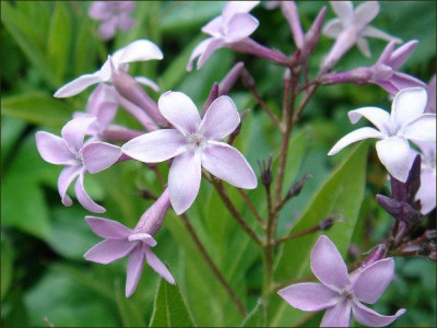 Amsonia.jpg