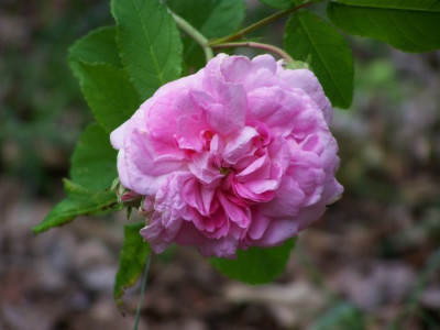 Juni_2009_Ispahan_gross.jpg