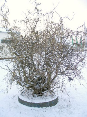 Corylus_avellana_Contorta.jpg