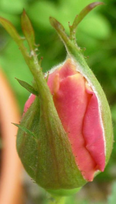 Pale_apricot_06_09_02.JPG