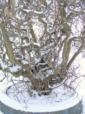 Corylus_avellana_Contorta_2.jpg