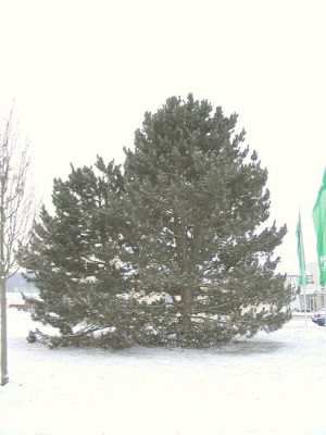 Pinus_nigra.jpg
