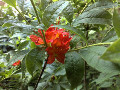 Kopie_von_08062009Rh.cumberlandense.jpg