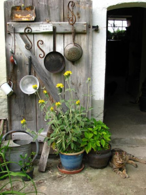 phlomis_fruticosa_leo.jpg