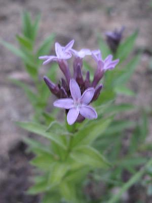 amsonia_orientalis_0325.jpg