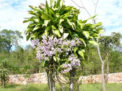 Orchideenbaum.JPG