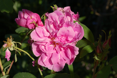 Therese_Bugnet_0010__51086.jpg