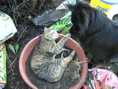 KatzundHund_.jpg