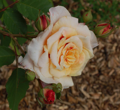 Caramella_0010__51910.jpg