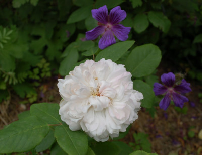 Celina_Dubos_0010__51918.jpg
