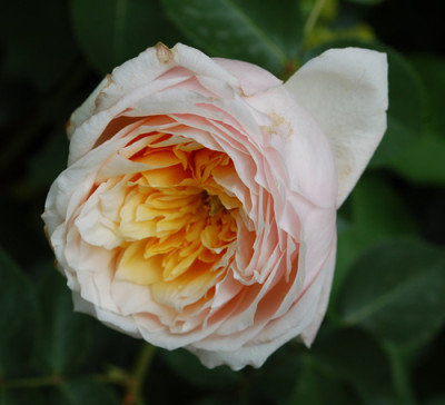 English_Garden_0010__51901.jpg