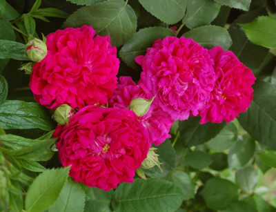 Rose_de_Rescht_0010__51867.jpg