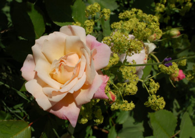 Gruss_an_Aachen_0010__51846.jpg