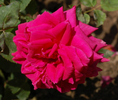Margerita_Croze_0010__11837.jpg