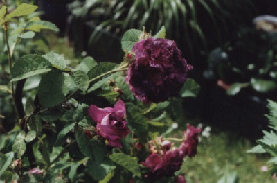 Belle_de_Crecy_Bluete.jpg