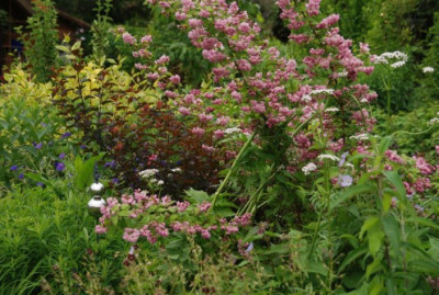 a_garten_juni_kat_04.jpg