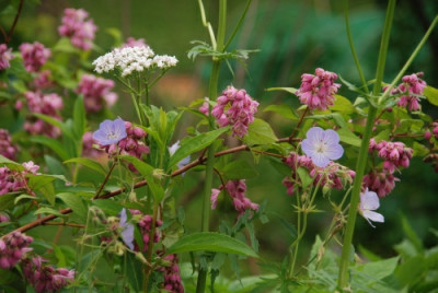 a_garten_juni_kat_06.jpg