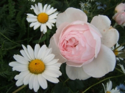 Heritage-Margarite.JPG