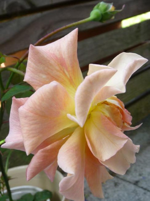 WestxBM4_nah09.JPG