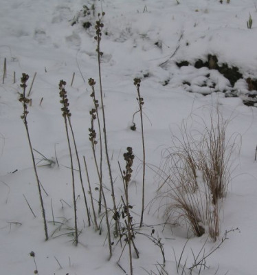 Asphodeline.jpg