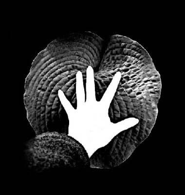 hand_aufs_herz_-_aehm_hosta.jpg