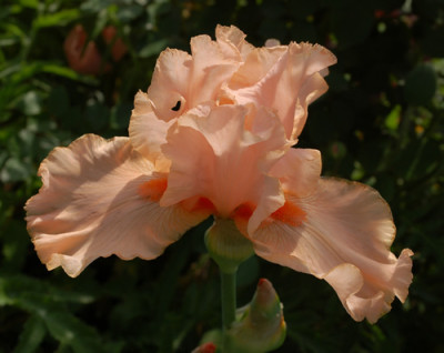 Iris_0010__47589.jpg
