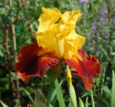 Iris_barbata_Fall_Fiesta_0010___R_47185.jpg