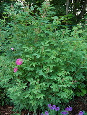 Habitus_Therese_Bugnet01_DSC_0002.jpg