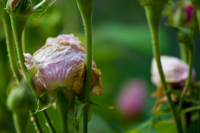 Mme-Boll-Jun1009.jpg