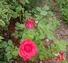 Duftwolke_DSC_0010.jpg