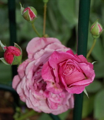 Magenta_DSC_0016.jpg